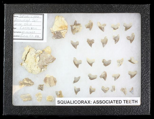 Associated Squalicorax Teeth With Fossil Skin - Kansas #42976